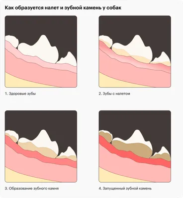 Зубной камень у собак: удаление, профилактика, причины