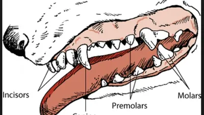 Белоснежная улыбка у хвостатых: зачем собаке чистить зубы и как это ввести  в привычку | Новости | Краснотурьинск.инфо