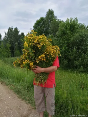 Зверобой чашечковидный — Википедия